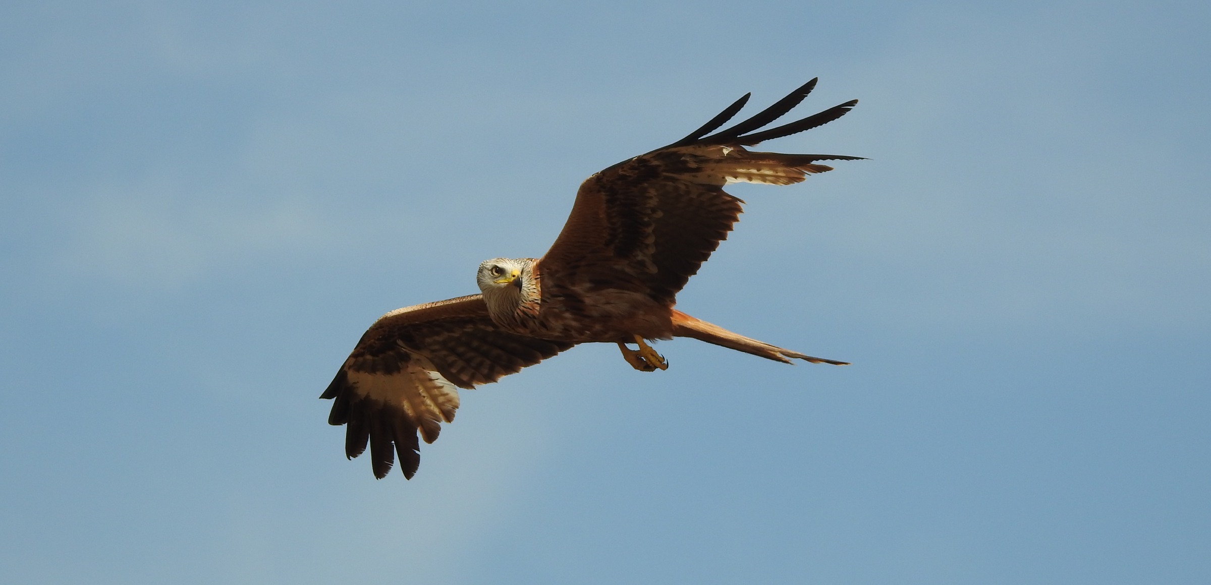 The red kite is the only bird of prey that is almost endemic in Europe today.